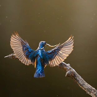 tour categories sri lanka bird