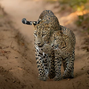 tour categories sri lanka yala