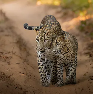 wilpaththuwa sri lanka